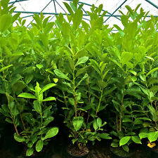 Cherry laurel plants for sale  Shipping to Ireland