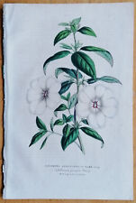 Used, Achimenes longiflora - Van Houtte Flore de Serres Botanical Print - 1852 for sale  Shipping to South Africa