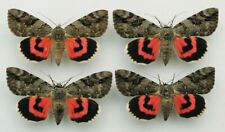 Erebidae - Catocala electa - Rosy Underwing - female ex ovo 1 piece, used for sale  Shipping to South Africa