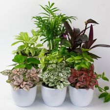 Small indoor houseplant for sale  SPALDING