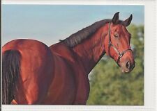 Horse postcard modestan for sale  ALTON