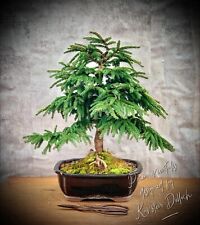 bonsai oak for sale  Shipping to Ireland