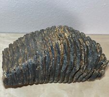 Mammut backenzahn fossil gebraucht kaufen  Zapfendorf