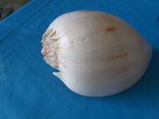 Conchiglia shell melo usato  Saronno