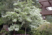 White fringe tree for sale  Mcminnville