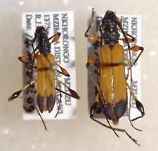 Cerambycidae cordylomera elega for sale  Depauw