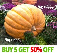 Pumpkin atlantic giant for sale  Shipping to Ireland