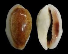 Shell cypraea errones usato  Italia