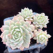 Live succulent plant for sale  San Luis Obispo