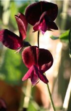 Sweet pea beaujolais for sale  LOUGHBOROUGH