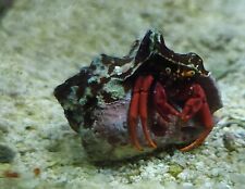big hermit crab for sale  Erie
