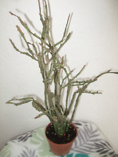 Euphorbia platyclata wolfsmilc gebraucht kaufen  Deutschland