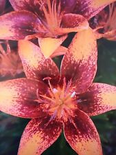 Asiatic lily plant for sale  SOUTHAMPTON