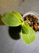 Phalaenopsis bellina caerulea for sale  READING