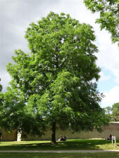 Walnut tree american for sale  HEREFORD