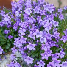 campanula for sale  IPSWICH