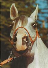 Horse postcard arabian for sale  ALTON