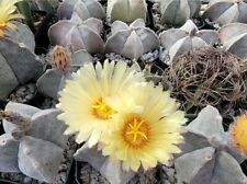 Astrophytum coahuilense for sale  Shipping to Ireland