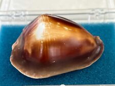 VERY RARE (but imperfect) Cypraea Zoila rosselli - 57mm - W. Australia for sale  Shipping to South Africa