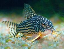 Sterbai corydoras catfish for sale  COLCHESTER