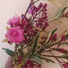 Nerium oleander variegata for sale  Shipping to Ireland