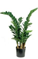 Zamioculcas pianta interno usato  Valva