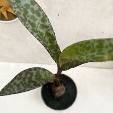 Ledebouria socialis silver for sale  LIVERPOOL