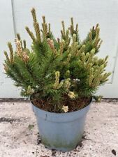 Pinus mugo humpy for sale  CHORLEY