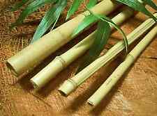 Bambusrohr bambusstange bambus gebraucht kaufen  Rosbach v. d. Höhe