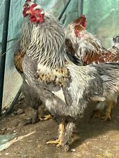 Day blue partridge for sale  Roosevelt