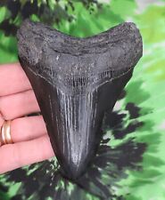 Megalodon Sharks Tooth 4 3/8" inch NO RESTORATIONS fossil sharks teeth tooth for sale  Shipping to South Africa