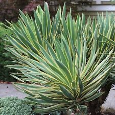 Yucca gloriosa variegata for sale  GLASGOW
