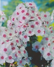 Hoher phlox paniculata gebraucht kaufen  Petersberg, Wettin-Löbejün