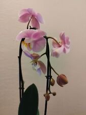 Cascading phalaenopsis 12cm for sale  SUDBURY
