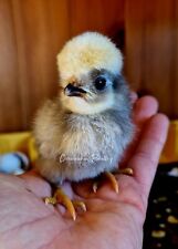 polish hatching eggs for sale  REDRUTH