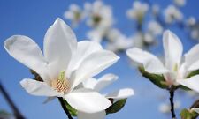 5 Seeds Magnolia Kobus Kobushi Magnolia, Japanese Magnolia for sale  Shipping to Canada