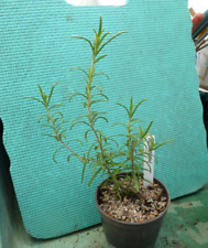 Rosemary herb plant for sale  IPSWICH