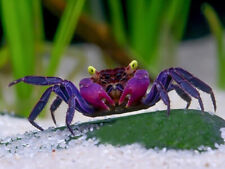 Purple vampire crabs for sale  GLASGOW