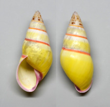 Shells - Amphidromus hasi daknongensis 33.5 mm. landsnail Vietnam for sale  Shipping to South Africa