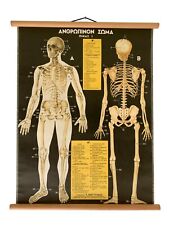 Gráfico de anatomia original, anatomia do corpo humano vintage, mapa da faculdade de medicina, usado comprar usado  Enviando para Brazil