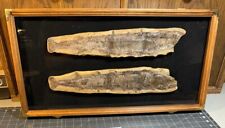 Fossil fish aspiderguchus for sale  Red Bluff