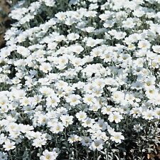 Cerastium tomentosum snow for sale  BELLSHILL