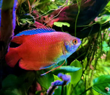 Red dwarf gourami for sale  LONDON