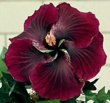 Rare hibiscus black for sale  Shipping to Ireland