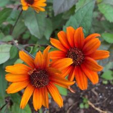 Heliopsis helianthoides var for sale  MARCH