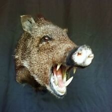 Ferocious open mouthed for sale  USA