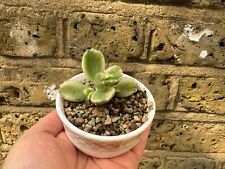 Variegated bear paw for sale  LONDON