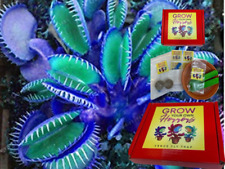 Venus flytrap blue for sale  STOCKTON-ON-TEES