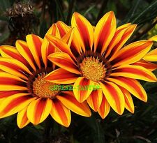 Gazania sonnentaler mittagsgol gebraucht kaufen  Versmold