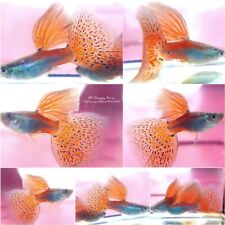 Red grass guppies for sale  Shipping to Ireland